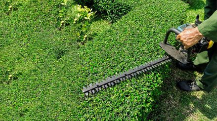 Landscaper trimming formal hedge as part of exterior garden maintenance